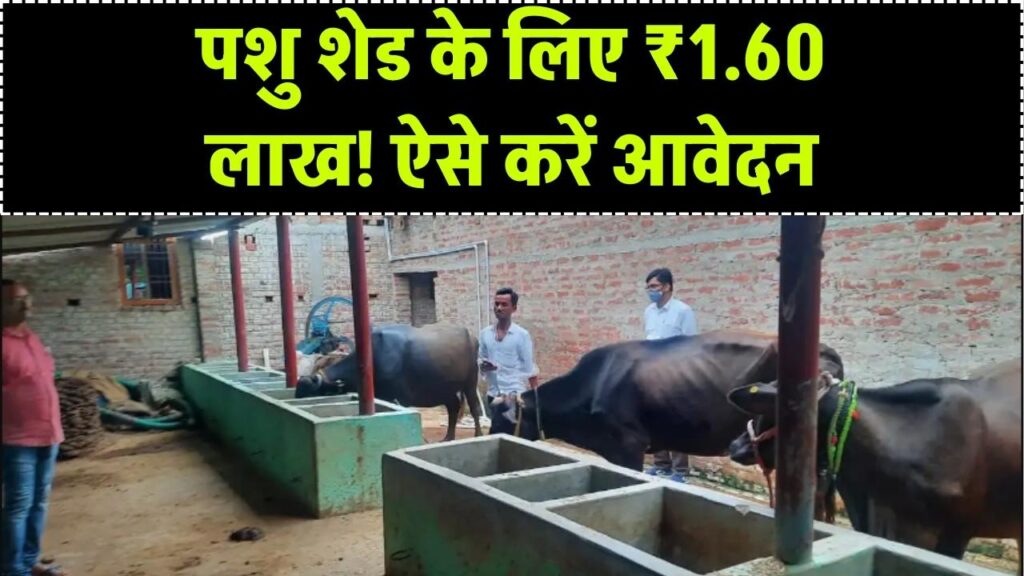MGNREGA Pashu Shed Yojana: पशुओं के लिए शेड बनाने पर ₹1.60 लाख, आवेदन का नया तरीका जानें 1 MGNREGA Pashu Shed Yojana: पशुओं के लिए शेड बनाने पर ₹1.60 लाख, आवेदन का नया तरीका जानें