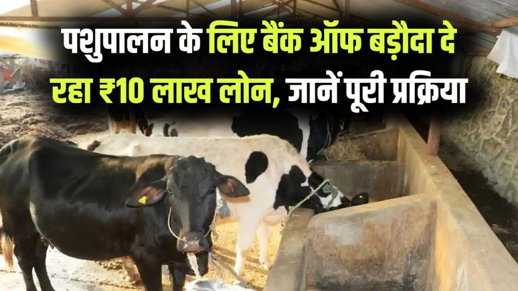Pashupalan Loan: पशुपालन के लिए बैंक ऑफ बड़ौदा दे रहा ₹10 लाख तक का लोन! बिना किसी देरी के ऐसे करें आवेदन, जानें ब्याज दरें