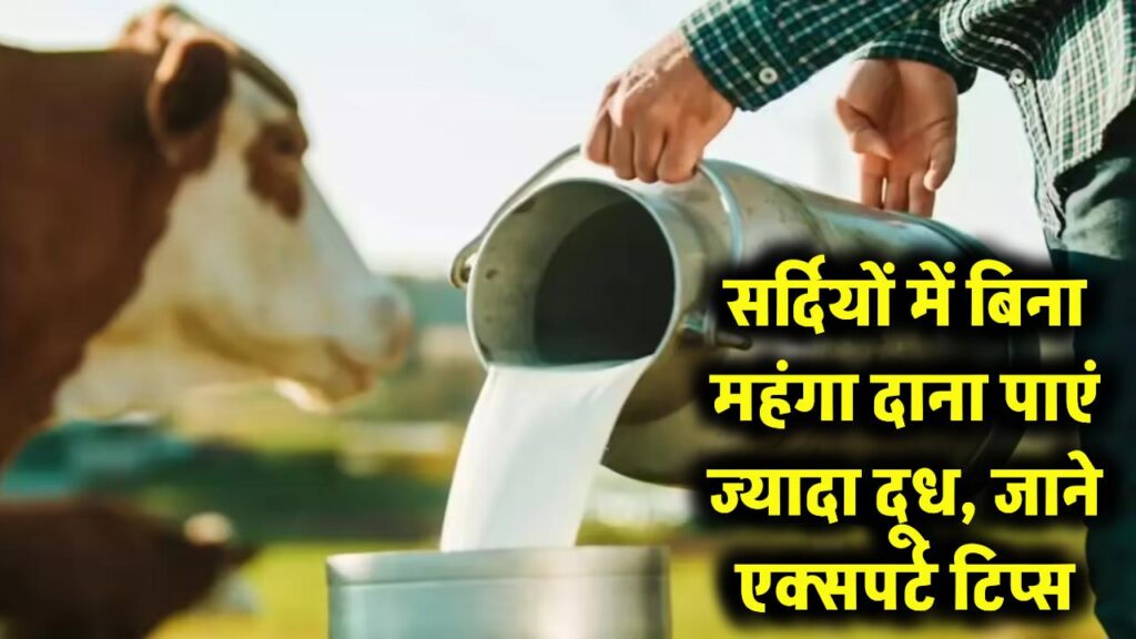Dairy Farming Tips: सर्दियों में बिना महंगा दाना खिलाए गाय-भैंस देंगी ज्यादा दूध, एक्सपर्ट का आसान फार्मूला अपनाएं